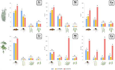 Bioaugmented Phytoremediation of Metal-Contaminated Soils and Sediments by Hemp and Giant Reed